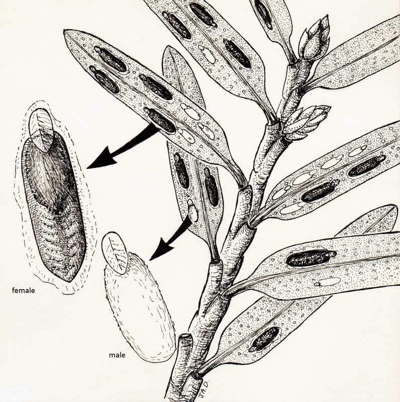 Elongate Hemlock Scale