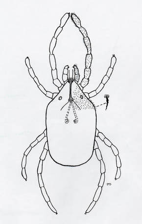 Erytheae Mite