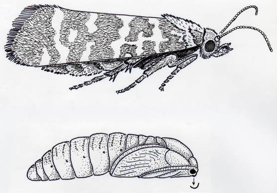 European Pine Shoot Moth