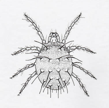 European Red Mite