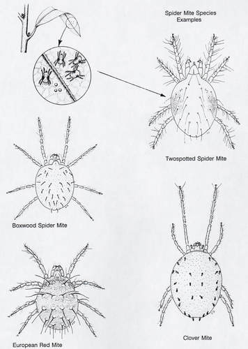 Four Spider Mite Species