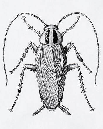 Adult German Cockroach
