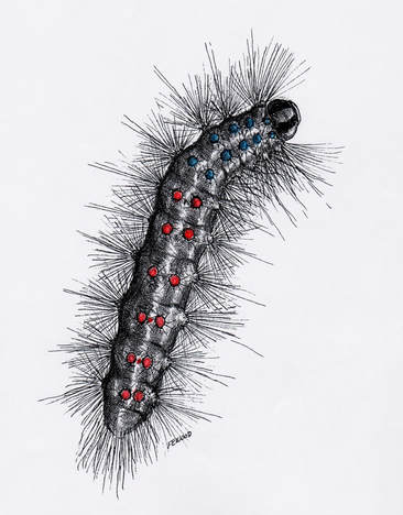 Gypsy 4 Thin Star Moth Caterpillar