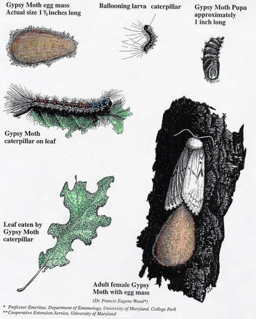 Gypsy Moth Life Cycle