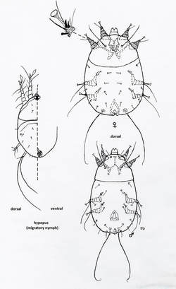 Hemisarcoptid Mite