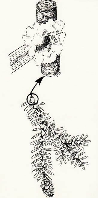 hemlock woolly adelgid