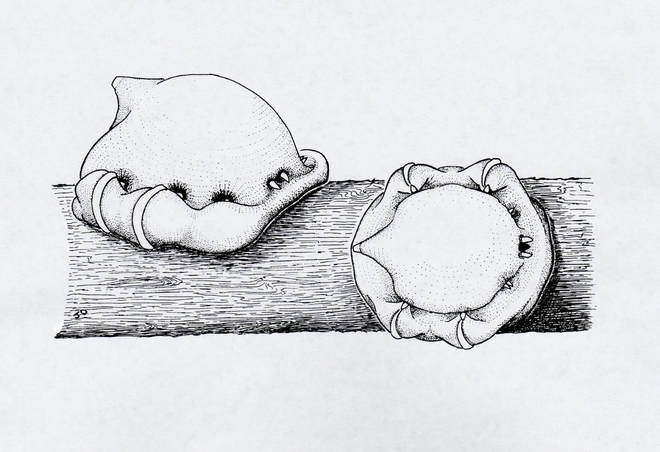 Indian wax scale (adult female) 