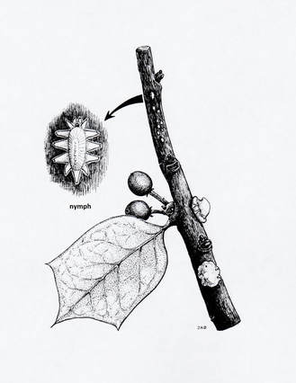 Indian wax scale (immature, adult female)