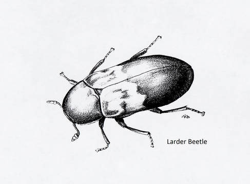 Larder Beetle