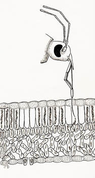 Leaf Cross Section Lace Bug Feeding