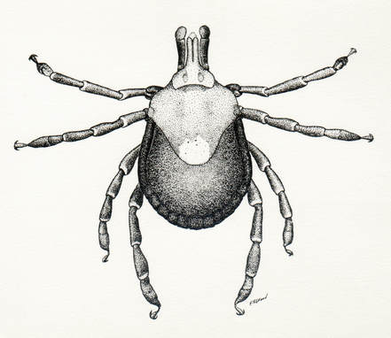 Female Lone Start Tick 