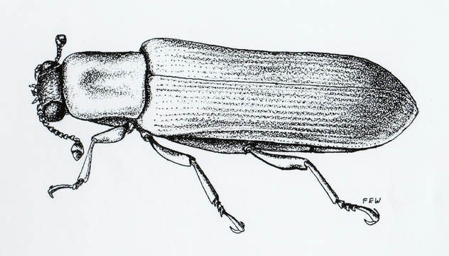 lycitid powdered post beetle