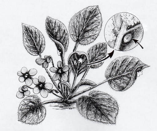 mealybug and ovisacs on African violet