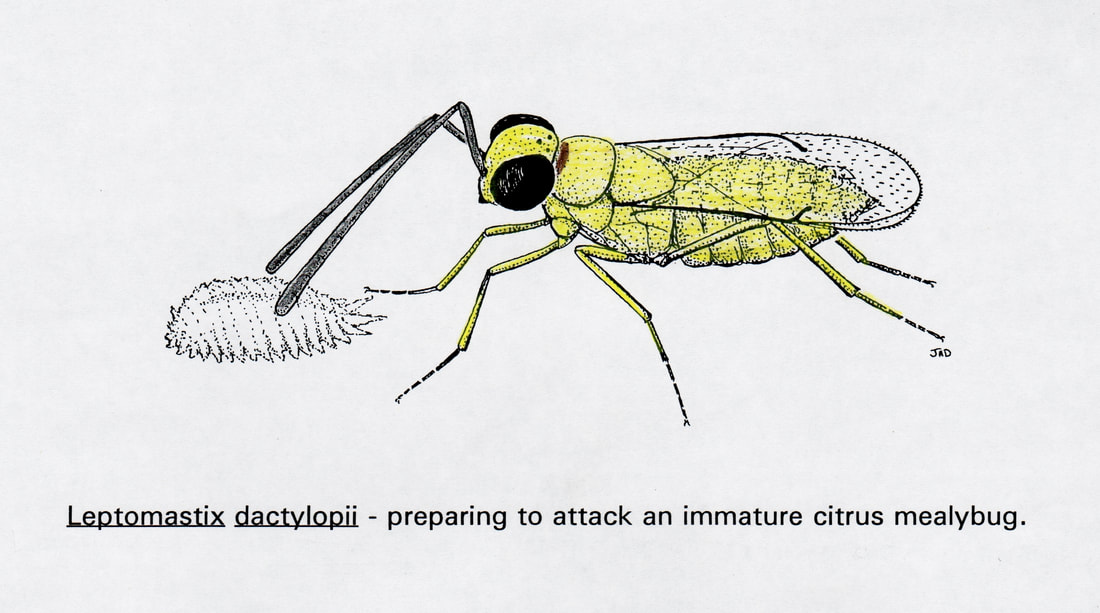 Citrus Mealybug Parasitic Wasp