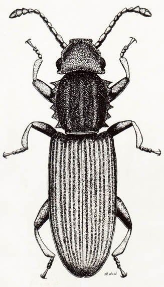 Merchant Grain Beetle