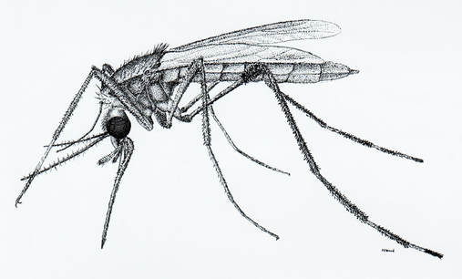 Mosquito 
