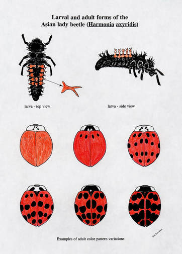 Multicolored Asian Lady Beetle