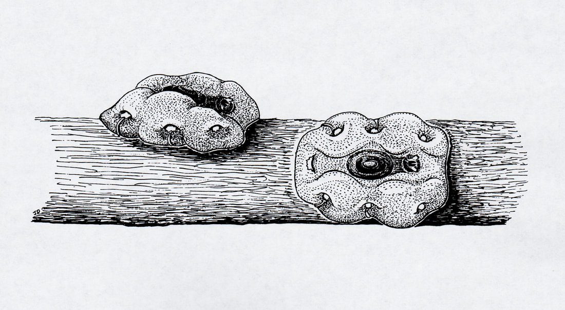 Nakahara wax scale (old adult female) 