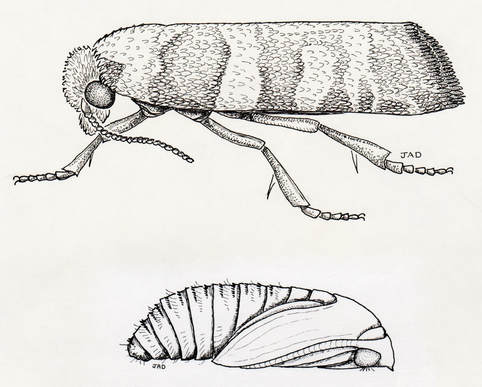 Nantucket Pine Tip Moth