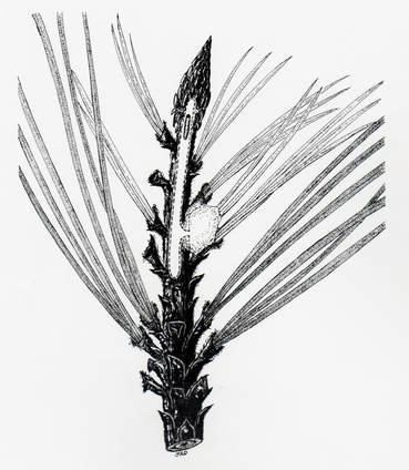 Nantucketpinetip Moth