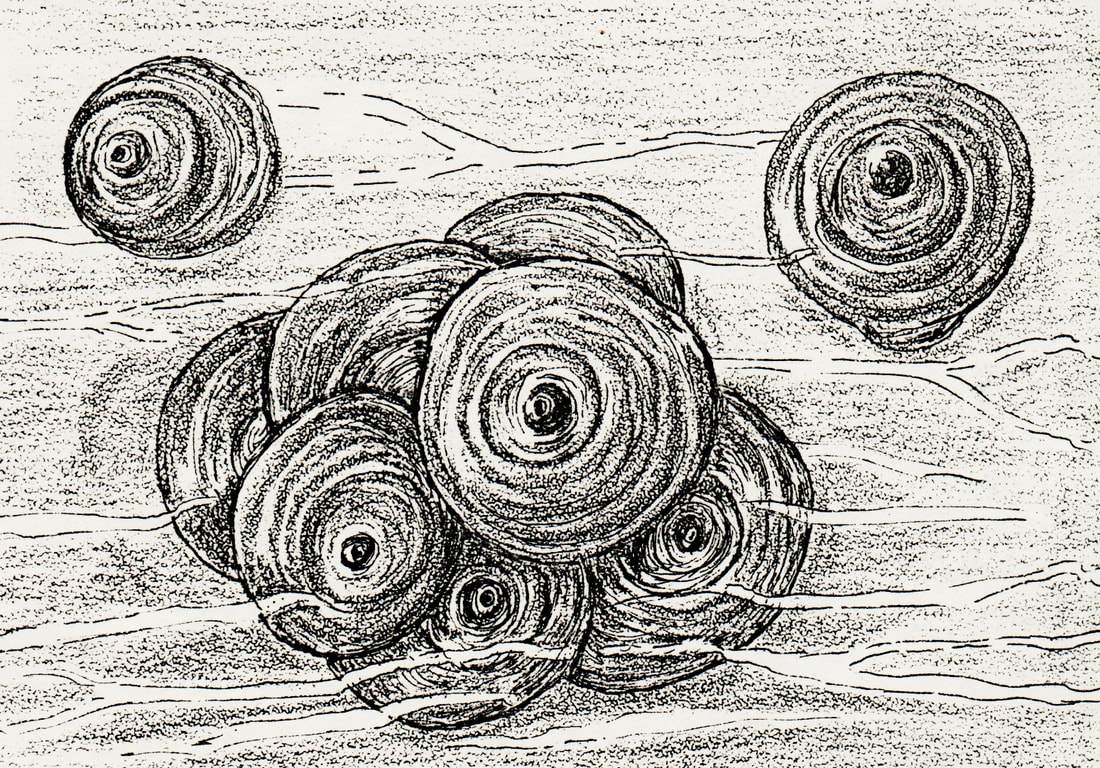 	 		obscure scale (characteristic aggregation of female covers)