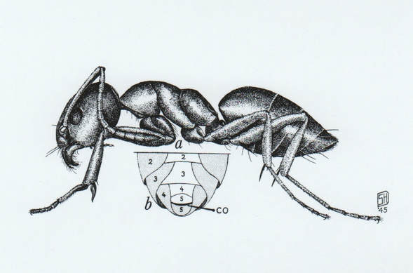 Ordorus House Ant