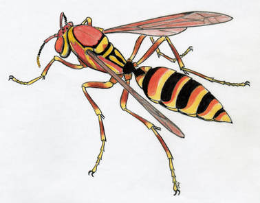 Paper Wasp