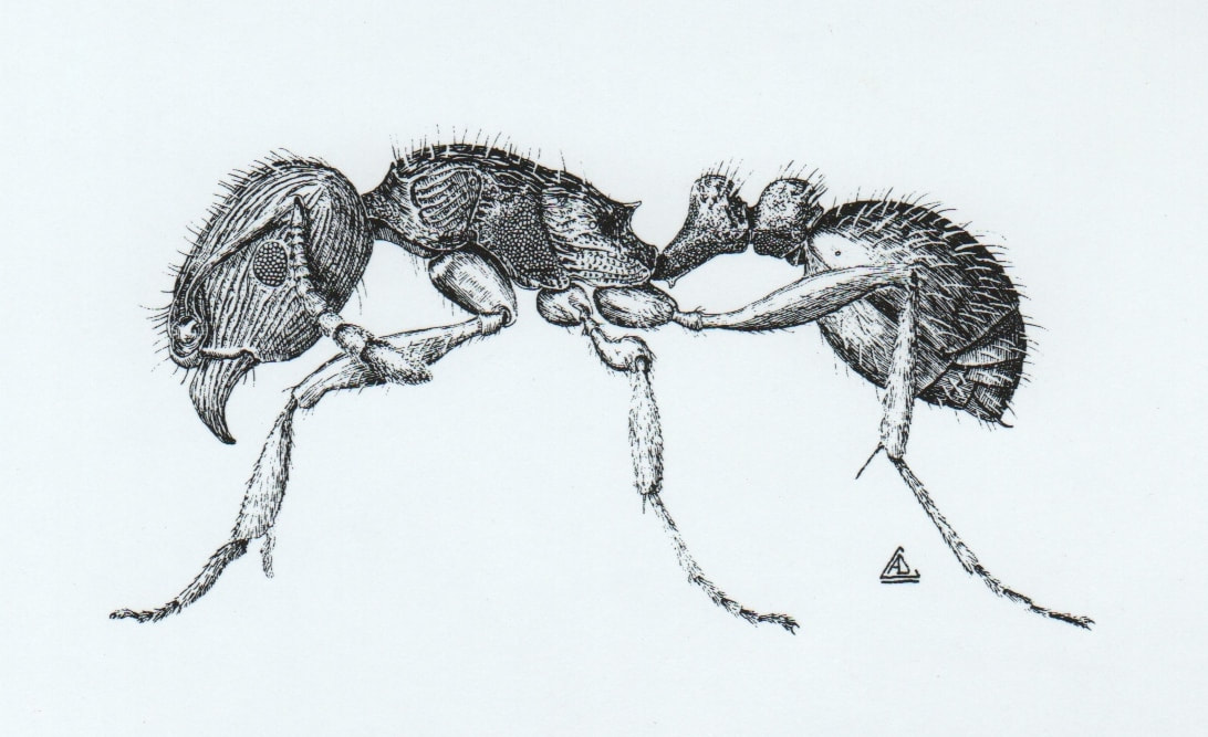 Pavement Ant