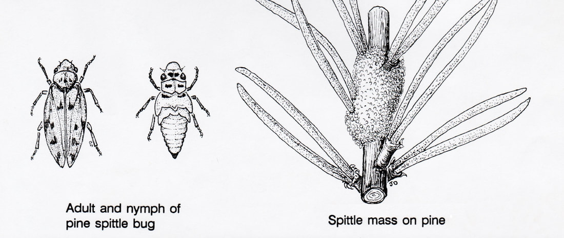 pine spittlebug