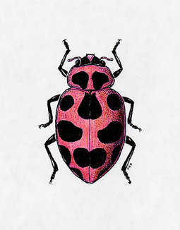 Pink Spotted Lady Beetle
