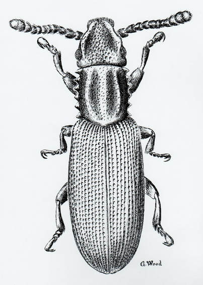 Sawtoothed Grain Beetle