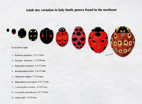 Size Comparison Convergent Lady Beetle