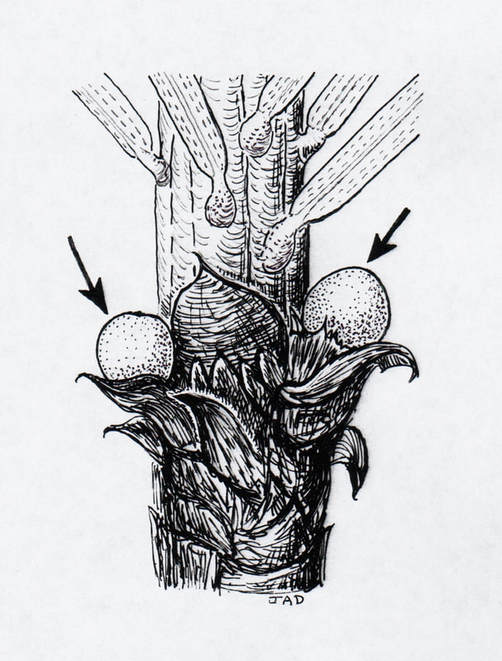 small spruce bud scale