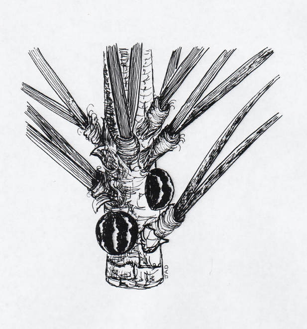 striped pine scale (female