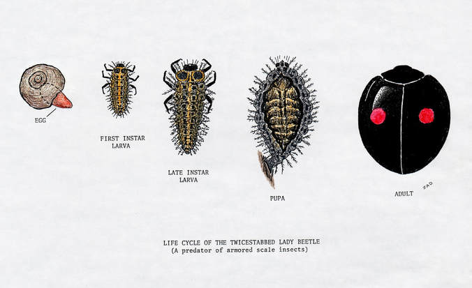 TwiceStabbed Lady Beetle
