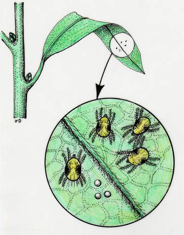 Two Spotted Spider Mite Group