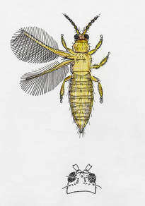 Western Flower Thrips 