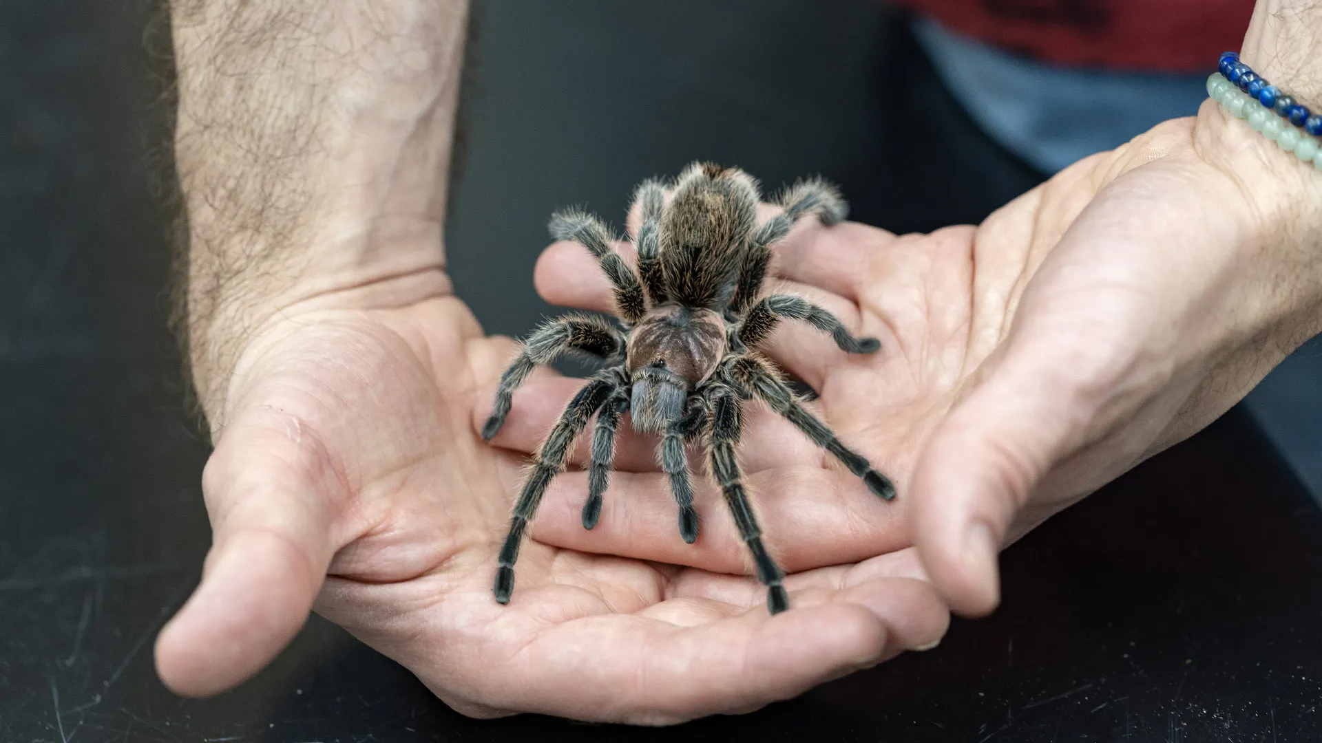 rosie the tarantula