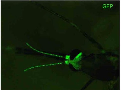 Head of a female An. coluzzii mosquito with neurons labeled with GFP.