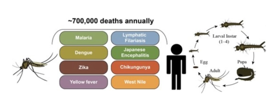 List of diseases spread by mosquitoes and the mosquito lifecycle
