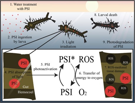 mosquito larvae and Figure 2: Step-by-step path of PSI water treatment causing larval death