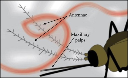 Mosquito antennae and maxillary palps interacting with chemical repellants