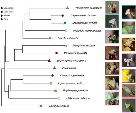Phylogeny of mantsis showing the diversity in body type and coloration across several different species (Oufiero et al. 2026). The key in the upper right refers to 4 different camouflage strategies. Each of the colors on the phylogeny correspond to the colored border around the image of a mantis head. 