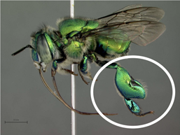 Photograph of male euglossine bee.&nbsp;