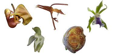 Examples of perfume flowers. 