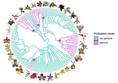 Mode of pollination and shape variation across the orchid
