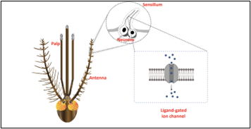 Illustration of mosquito olfactory system, demonstrating location of neurons and layout of ligand-gated ion channels 