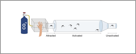 An illustration of the experiment set up to test if mutated mosquitoes with broken Ir8a genes are still attracted to humans 