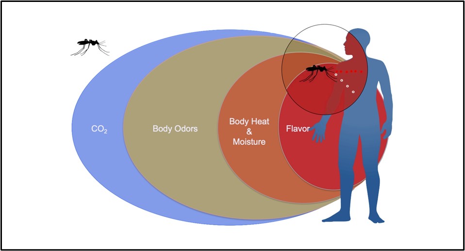 Demonstration of the elements mosquitoes use to locate a host for feeding 