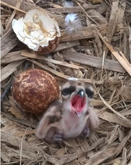 A recently hatched osprey in a nest located at a Delaware Estuary under study by Dr. Rattner of USGS. Courtesy of: USGS